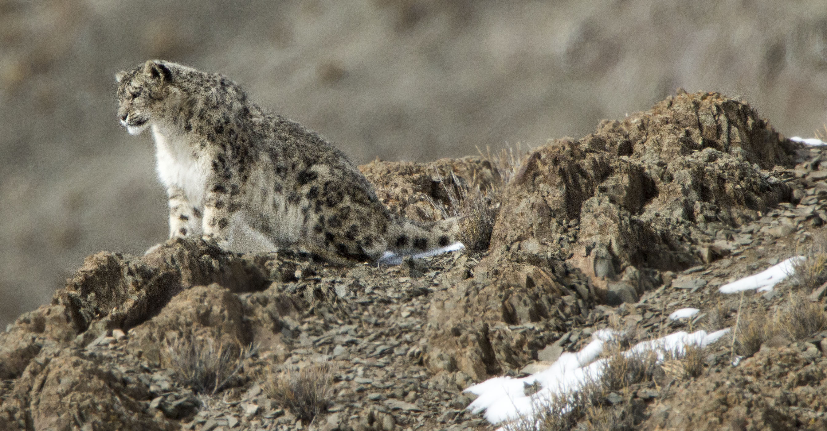 snow leopard